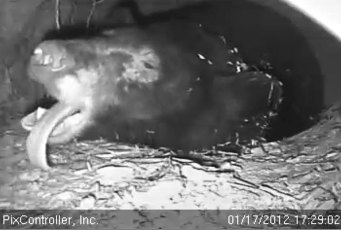 Jewel's long tongue hangs out as she yawns - Jan 17, 2012