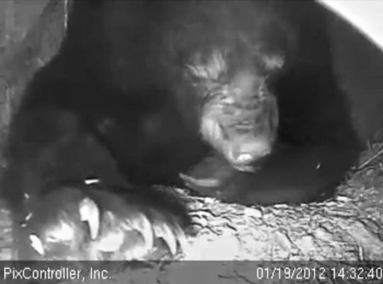 Jewel chews her foot pads - Jan 19, 2012