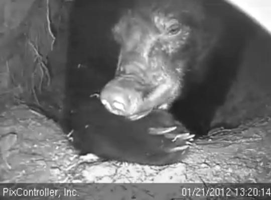 Jewel's wrinkles up as she chews her foot pad - Jan 21, 2012