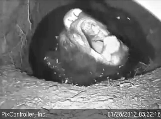 Jewel yawn right into the camera - Jan 28, 2012