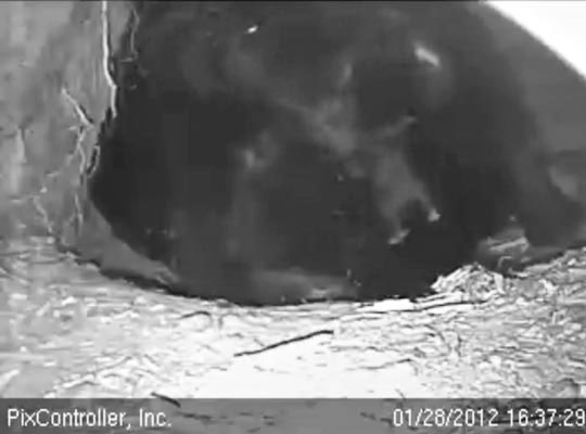 cub dangles on Jewel's chest - Jan 28, 2012