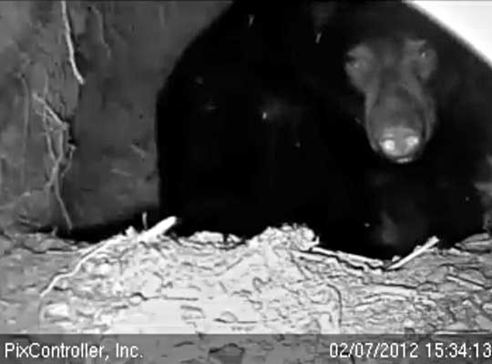 The new improved den cam image - Feb 7, 2012