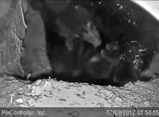 Jewel tends a cub - Feb 9, 2012
