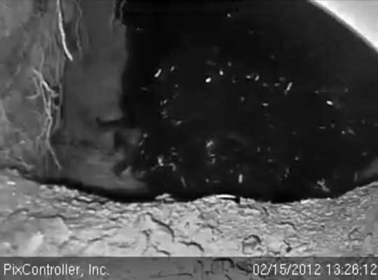 Jewel's back with cub legs sticking out on left - Feb 15, 2012