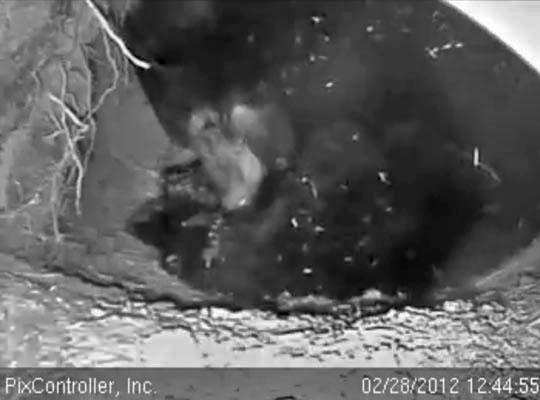 Jewel mouths cub - Feb 28, 2012