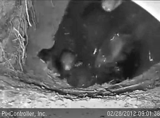 Jewel and cub - Feb 28, 2012