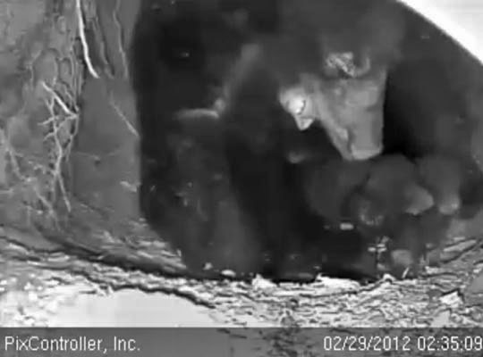 Jewel and cubs - Feb 29, 2012