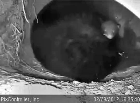Are those cub eyes open? - Feb 29, 2012
