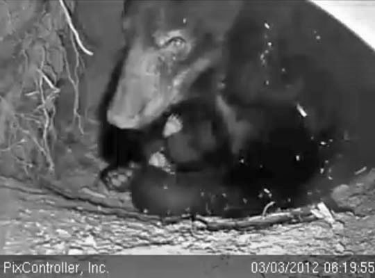 Jewel and cub - March 3, 2012