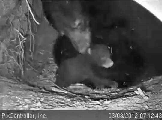 Jewel nuzzles cub - March 3, 2012