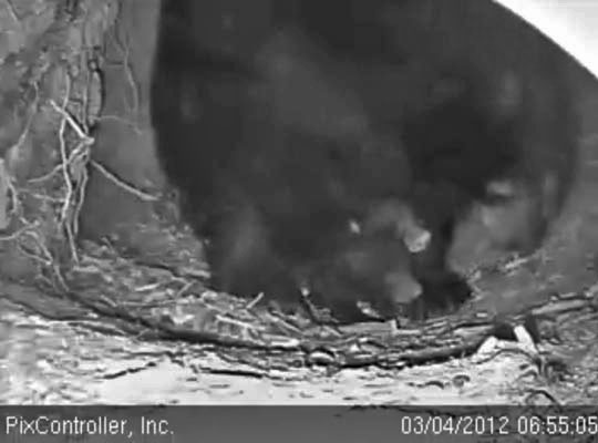 Jewel and cubs - March 4, 2010