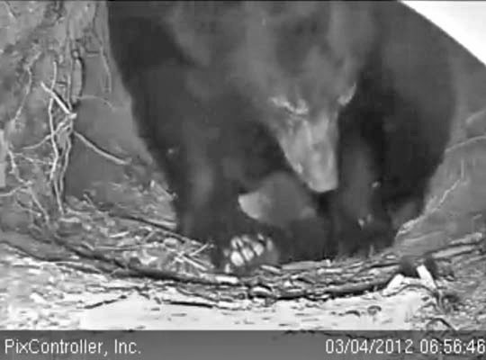 Jewel and cub - March 4, 2012