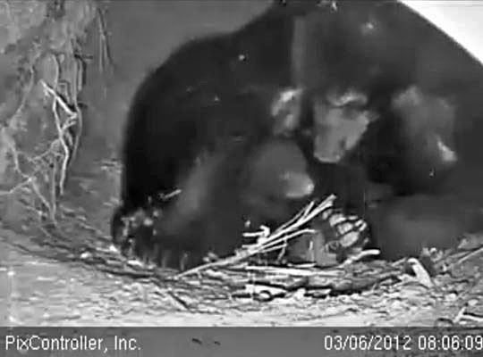 Jewel and cub - March 6, 2012