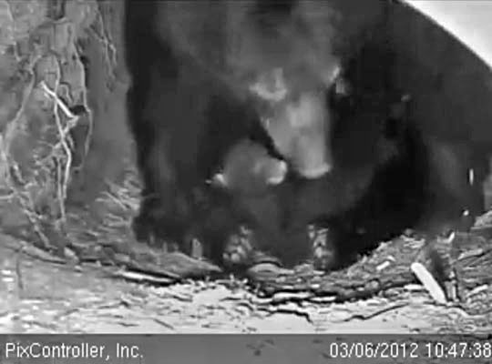 Jewel and cub - March 6, 2012