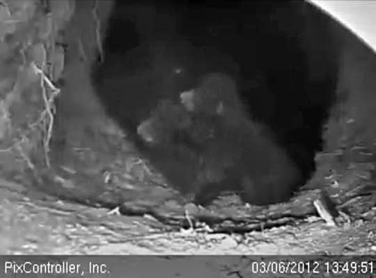 Piggy-back cubs! - March 16, 2012