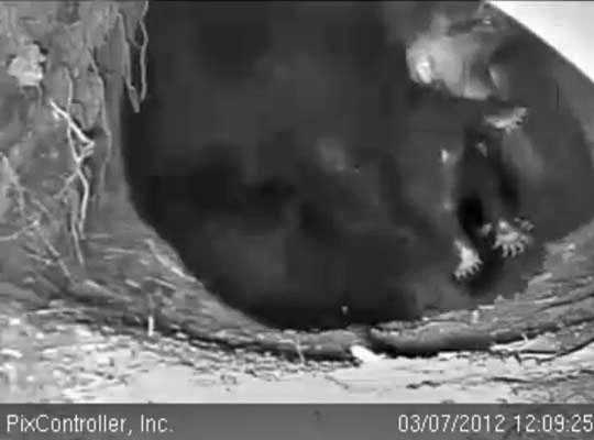 Jewel picking up cub by its fur - March 7, 2012