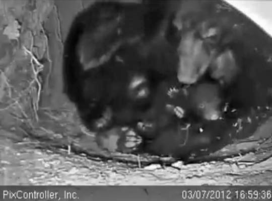 Jewel and cub with OPEN eyes! - March 7, 2012