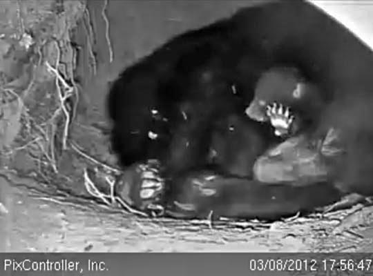 Jewel and cub - March 8, 2012