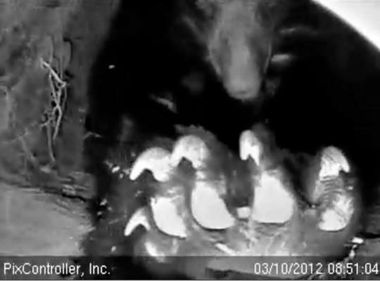 Count them -- 5 toes! - March 10, 2012