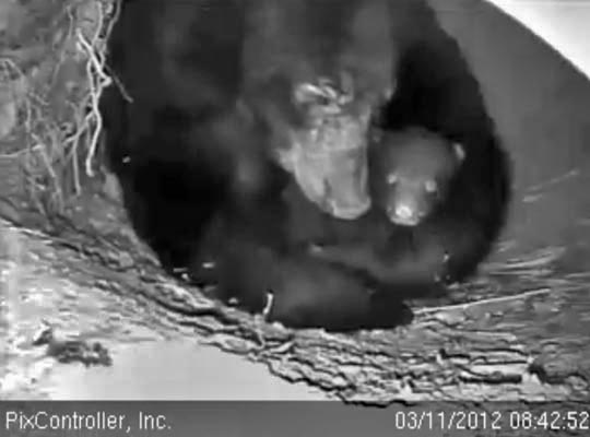 Jewel cuddles cub - March 12, 2012