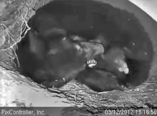 Jewel's cub yawning - March 12, 2012