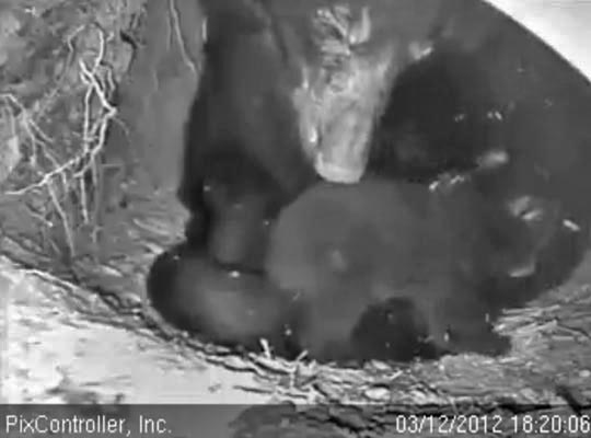Jewel watches as cub stands - March 12, 2012