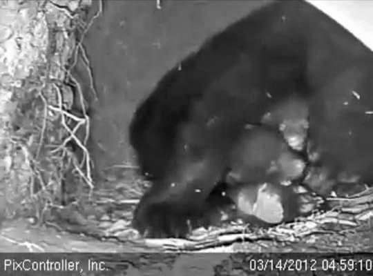 Jewel's family snoozes - March 14, 2012