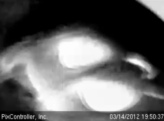 Jewel paws at cam tube - March 14, 2012