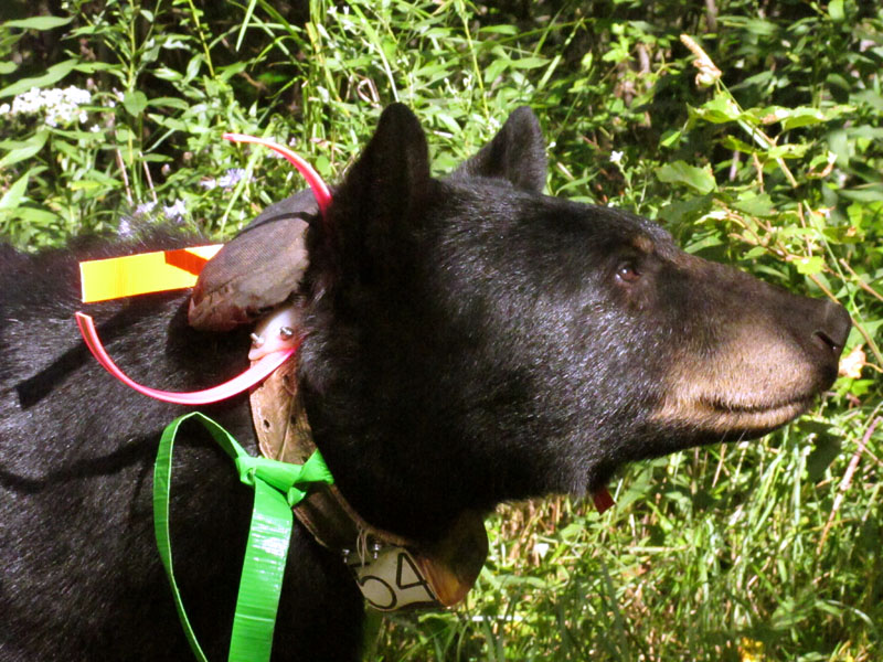 Jewel - Aug 20, 2012