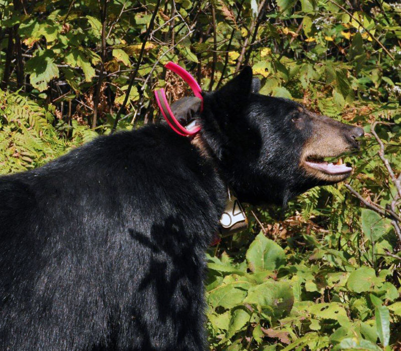 Jewel sniffing the air - Aug 27, 2012