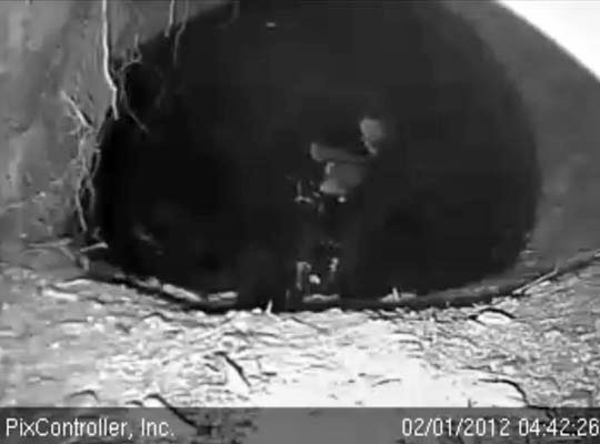 Both of Jewel's cubs come up for air - Feb 1, 2012