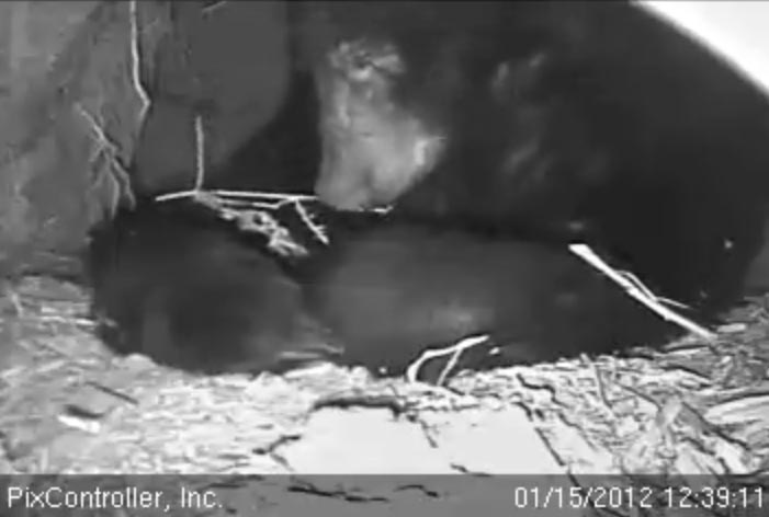 Jewel chews bedding - Jan 19, 2012