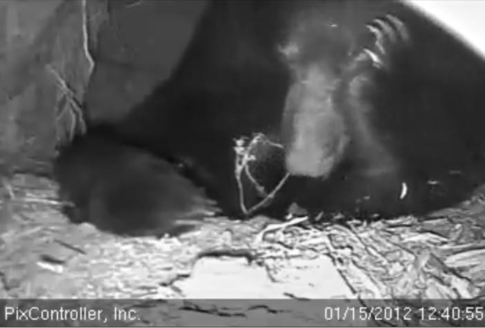 Jewel appears to be holding her head in her paws - Jan 15, 2912