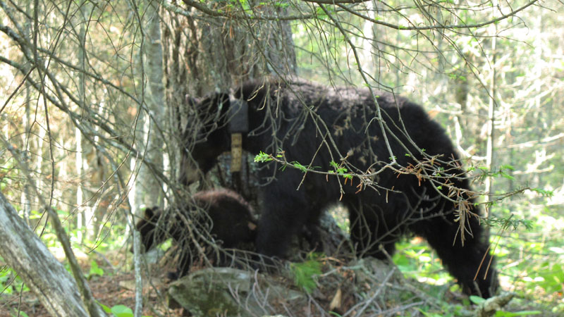 Jewel and Herbie - June 2, 2012