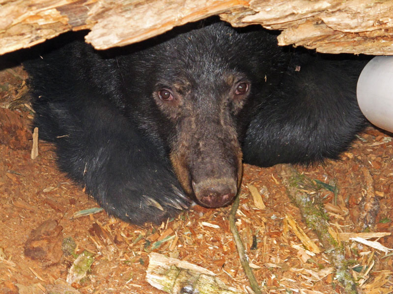 Jewel and_camera_-_20120107