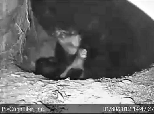 Jewel nuzzles screaming cub - Jan 30, 2012