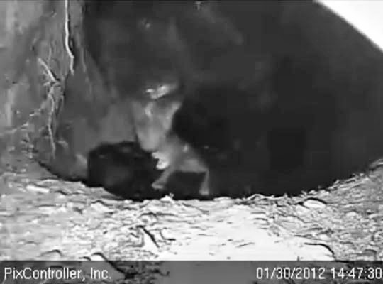 Jewel nuzzles cub - Jan 30, 2012