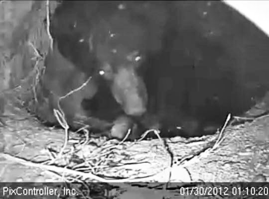 Jewel's eyes reflect as she nuzzles cub - Jan 30, 2012