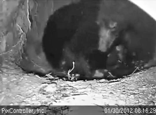 Jewel and cubs - Jan 30, 2012