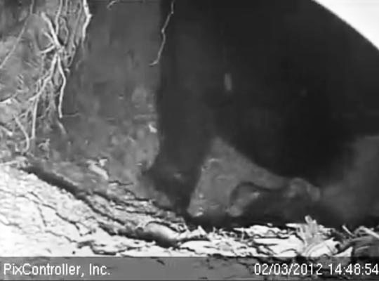 Jewel and cubs - Feb 3, 2012