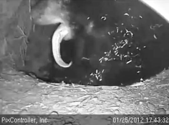 Jewel's 'monster' tongue - Jan 25, 2012