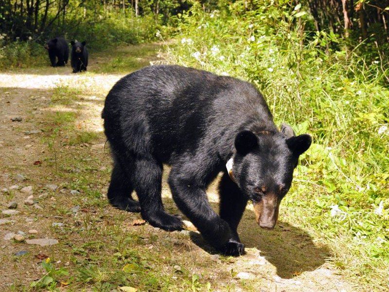 Jewel on 4 legs! - Aug 17, 2012  