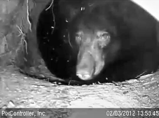 Jewel watching as researchers approach - Feb 3, 2012