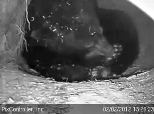 Jewel chews her footpads - Feb 2, 2012