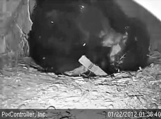 Jewel chews her foot pads - Jan 22, 2012