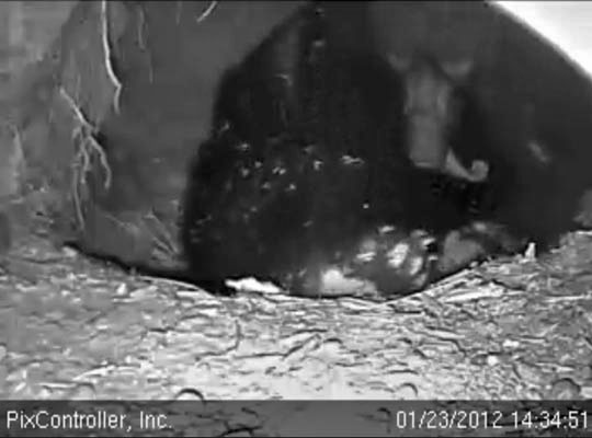 Jewel licks to clean up - Jan 23, 2012