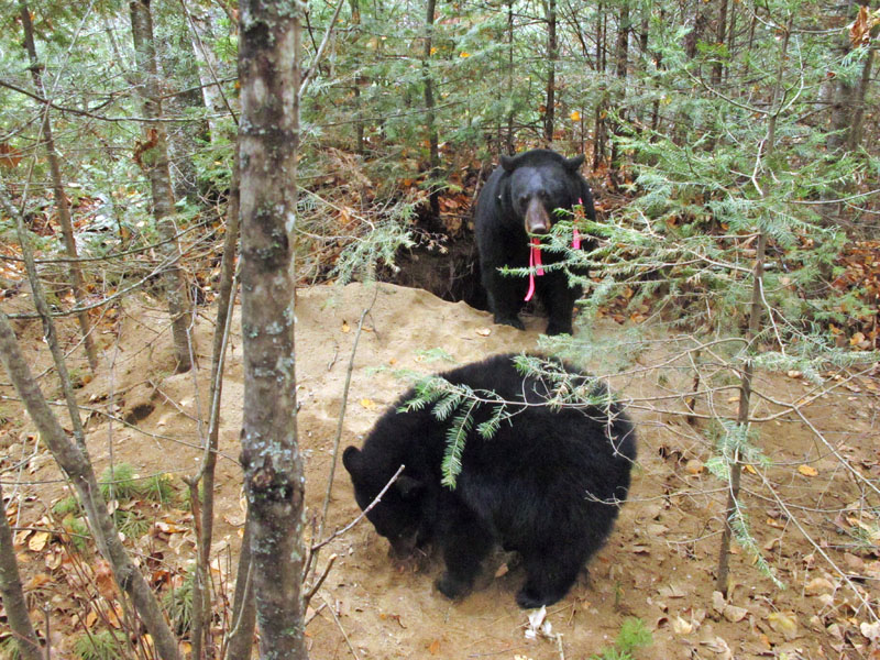 Jewel climbs over the mound of sand she dug out - Oct 9, 2012