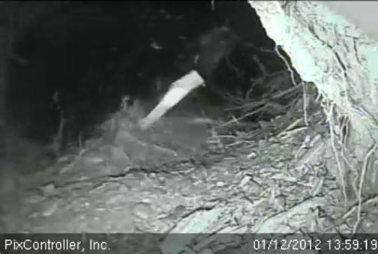 Jewel rakes up collar - Jan 12, 2012