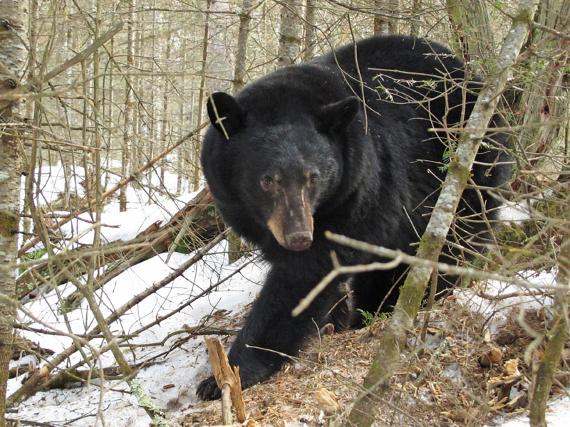 Jewel coming_out_of_den_-_20120110