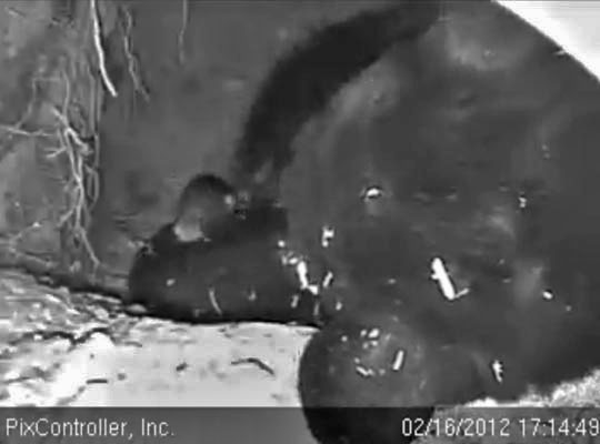 Jewel and cub - Feb 16, 2012